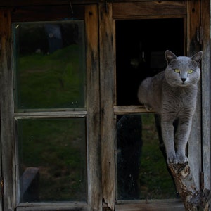Beautiful gray cat. British shorthair cat. Domestic animal. Cat wall art. Cat print set. Nice cat portrait. Cat on the window. Nice kitten