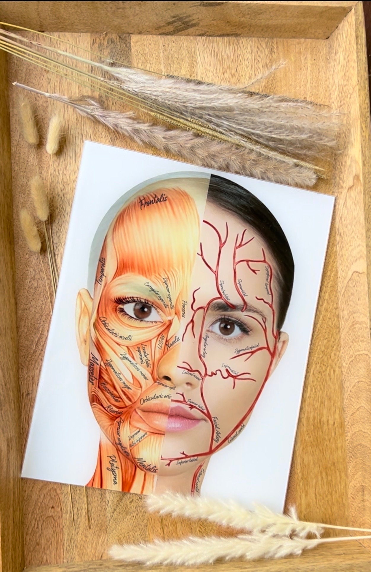 Charting Injector Face Aesthetic Injector Treatment Board, Aesthetic Training Tool, Dry Erase ...