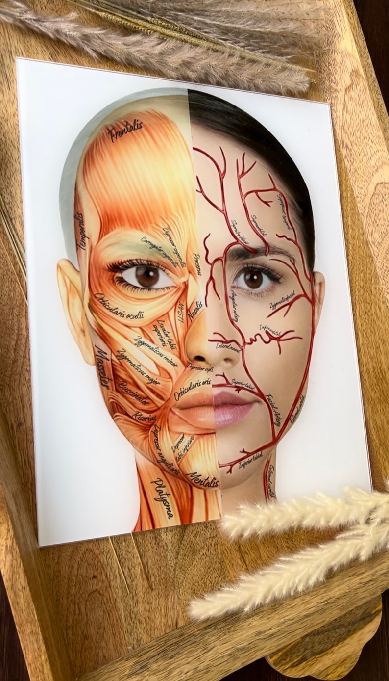 Charting Injector Face Aesthetic Injector Treatment Board, Aesthetic Training Tool, Dry Erase ...