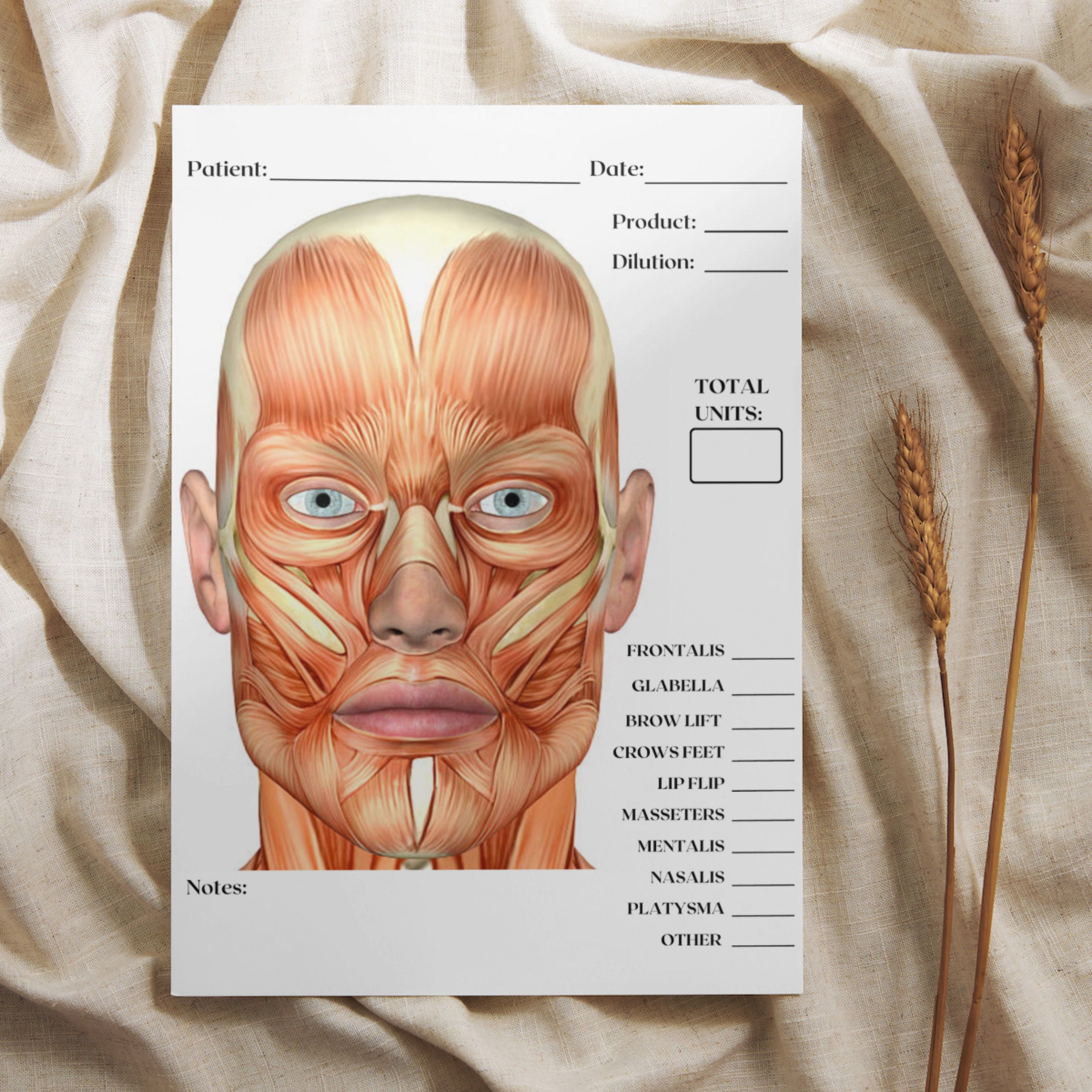 Charting Injector Face Male Neurotoxin Treatment, Aesthetic Injector Template, Facial Anatomy ...