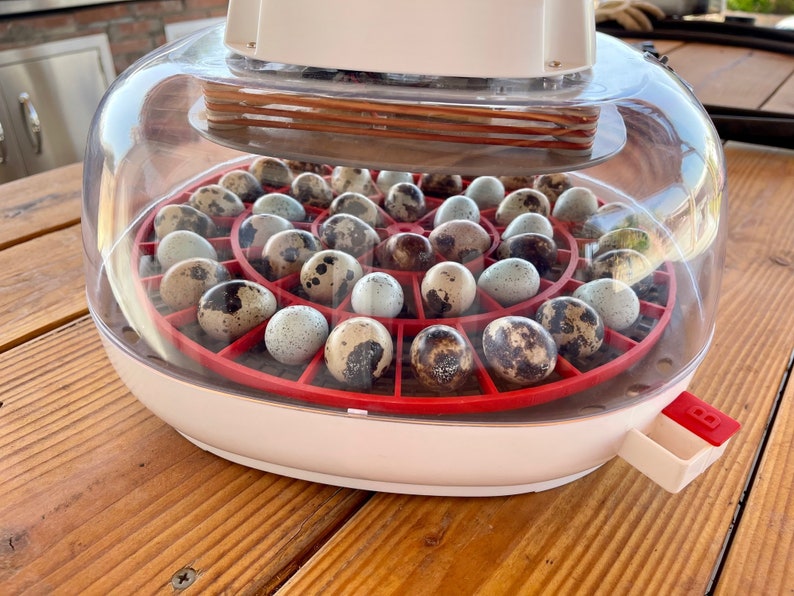 Turning Tray Nurture Right 360 Quail Egg Etsy