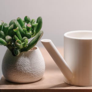 Puede incluir: Una pequeña planta suculenta verde en una maceta texturizada de color blanco roto se encuentra junto a una regadera blanca con una boquilla larga. Los artículos están sobre una superficie de madera, con un fondo neutro.