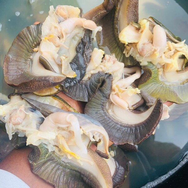 Nigeria fresh snail(10pieces)