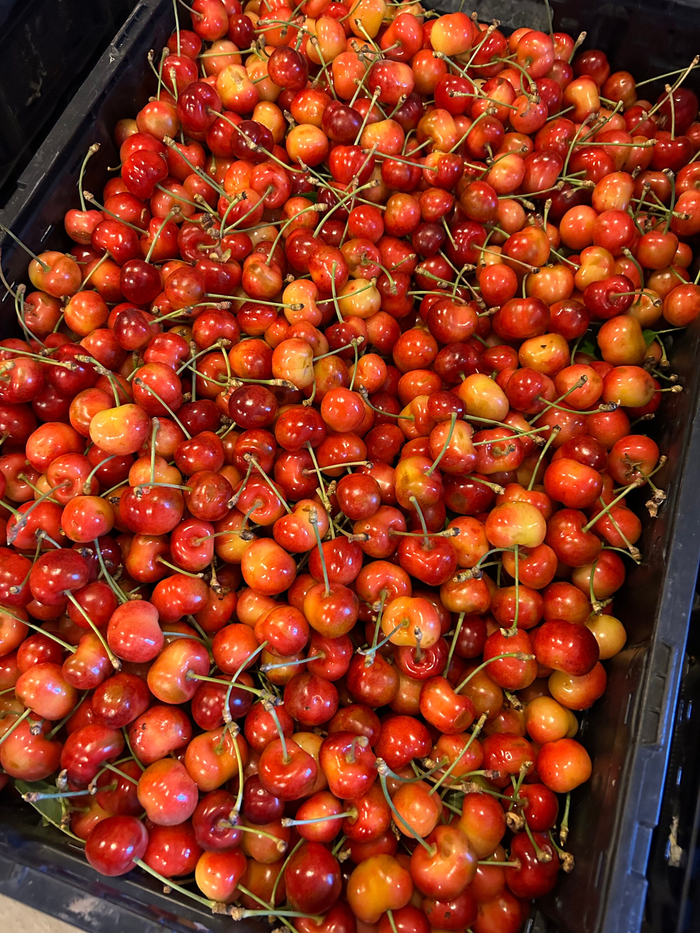 Online Orchards Dwarf Rainier Cherry Tree Bare Root FTCH001, 41 OFF