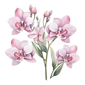 Pacchetto clipart ramo orchidea 10 PNG di alta qualità, vaso floreale acquerello, adesivi, download digitale, creazione di carte, artigianato in carta digitale/400