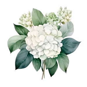 Pacchetto di clipart ortensia bianca 15 PNG di alta qualità, bordo fiore acquerello, adesivi, download digitale, creazione di carte, artigianato in carta digitale/ 298