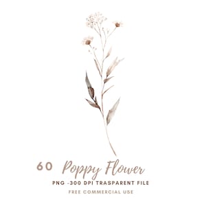 Paquete de 60 imágenes prediseñadas de flores de amapola silvestre de alta calidad, PNG, acuarela beige, flores secas, pegatinas imprimibles, Goodnotes, descarga digital, 806