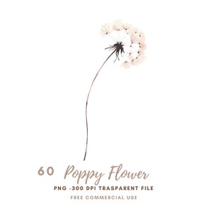 Wilder Mohnblume Clipart Bundle 60 hochwertige PNG | Aquarell Beige Trocken Blumen | Druckbare Aufkleber Goodnotes | Digitaler Download| 806