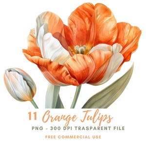 Tulips Flower Clipart Bundle 12 High Quality PNG, Watercolor Orange Floral Border, Digital Download,Card Making,Digital Paper Craft| 225
