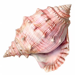 Sea Shell Clipart PNG, paquete 16 JPG de alta calidad, acuarela Vintage Shell, descarga digital, fabricación de tarjetas, medios mixtos, artesanía de papel digital / 294