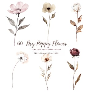 Paquete de 60 imágenes prediseñadas de flores de amapola silvestre de alta calidad, PNG, acuarela beige, flores secas, pegatinas imprimibles, Goodnotes, descarga digital, 806
