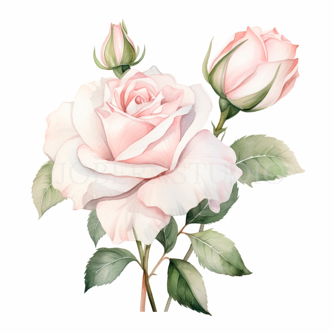 Pink Rose Branch Clipart Bundle 15 High Quality PNG, Watercolor Rose ...