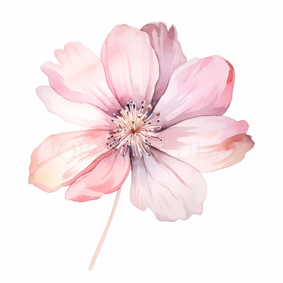 Rosa Blumen Clipart Bundle 15 hochwertige PNG, Aquarell rosa Blume, Aufkleber, digitaler Download, Kartenherstellung, digitales Papier Handwerk | 321
