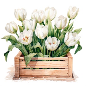 Tulips Flower Clipart Bundle 10 High Quality PNG,Watercolor White Floral box, Stickers,Digital Download,Card Making,Digital Paper Craft|221