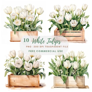 Tulips Flower Clipart Bundle 10 High Quality PNG,Watercolor White Floral box, Stickers,Digital Download,Card Making,Digital Paper Craft|221