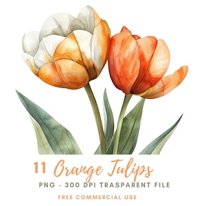 Tulips Flower Clipart Bundle 12 High Quality PNG, Watercolor Orange Floral Border, Digital Download,Card Making,Digital Paper Craft| 225