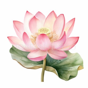 Pacchetto clipart fiore di loto 20 alta qualità, acquerello acqua floreale, adesivi digitali, download digitale, creazione di cartoline, artigianato con carta digitale/163