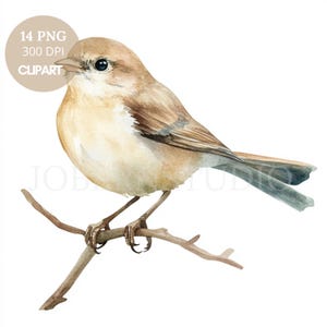 Ensemble de 14 cliparts d'oiseaux PNG de haute qualité | Aquarelle couleur neutre moineau | Stickers imprimables Goodnotes | Téléchargement numérique | 828