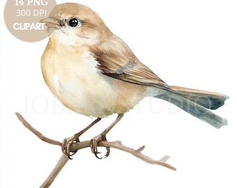 Pacote de Clipart de Pássaros PNG 14 PNG de Alta Qualidade | Pardal em Aquarela de Cor Neutra | Adesivos para Imprimir Goodnotes | Download Digital | 828