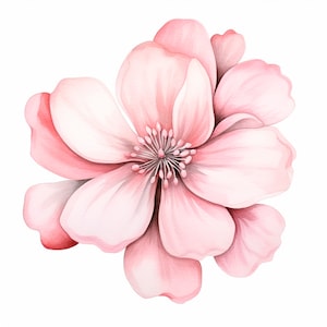 Pacchetto clipart fiore rosa 15 PNG di alta qualità, fiore rosa acquerello, adesivi, download digitale, creazione di carte, artigianato in carta digitale/ 321
