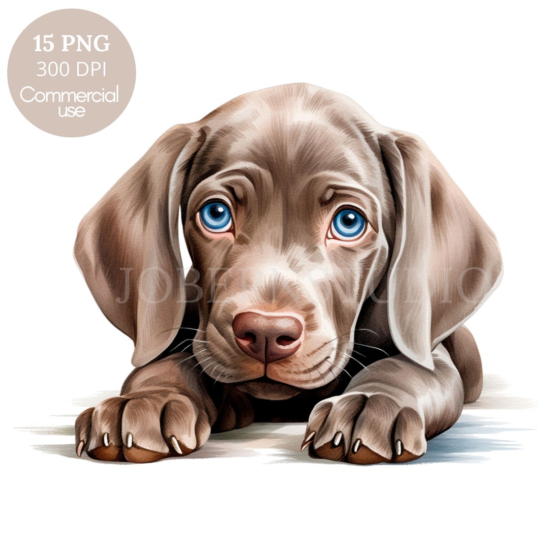 Weimaraner Puppy Dog Clipart PNG Bundle 15 High Quality, Watercolor ...