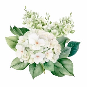 Pacchetto di clipart ortensia bianca 15 PNG di alta qualità, bordo fiore acquerello, adesivi, download digitale, creazione di carte, artigianato in carta digitale/ 298