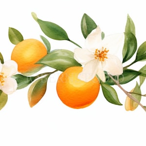 Pacchetto di clipart Orange Garland 10 PNG di alta qualità, bordo di frutta acquerello, ghirlanda di limone, download digitale, creazione di carte, artigianato in carta digitale/ 184