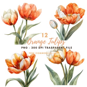 Tulips Flower Clipart Bundle 12 High Quality PNG, Watercolor Orange Floral Border, Digital Download,Card Making,Digital Paper Craft| 225