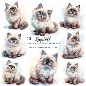 Ragdoll chaton Clipart PNG Bundle 12 haute qualité JPG, drôle de chat Ragdoll, téléchargement numérique, fabrication de cartes, techniques mixtes, autocollants imprimables | 390