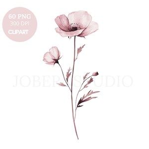 Wilder Mohnblume Clipart Bundle 60 hochwertige PNG | Aquarell Beige Trocken Blumen | Druckbare Aufkleber Goodnotes | Digitaler Download| 806