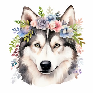 Siberian Husky bébé chien Clipart PNG Bundle 15 haute qualité, téléchargement numérique, autocollants imprimables, fabrication de cartes, techniques mixtes, créations en papier | 428