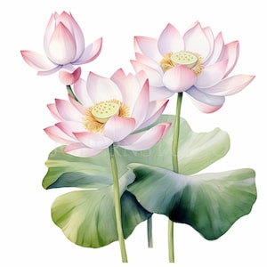 Pacchetto clipart fiore di loto 20 alta qualità, acquerello acqua floreale, adesivi digitali, download digitale, creazione di cartoline, artigianato con carta digitale/163