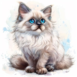 Ragdoll chaton Clipart PNG Bundle 12 haute qualité JPG, drôle de chat Ragdoll, téléchargement numérique, fabrication de cartes, techniques mixtes, autocollants imprimables | 390