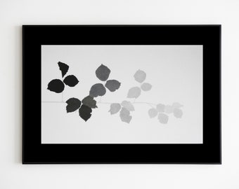 Blackberry VI, graphite pencil drawing, paper, 50x70 cm