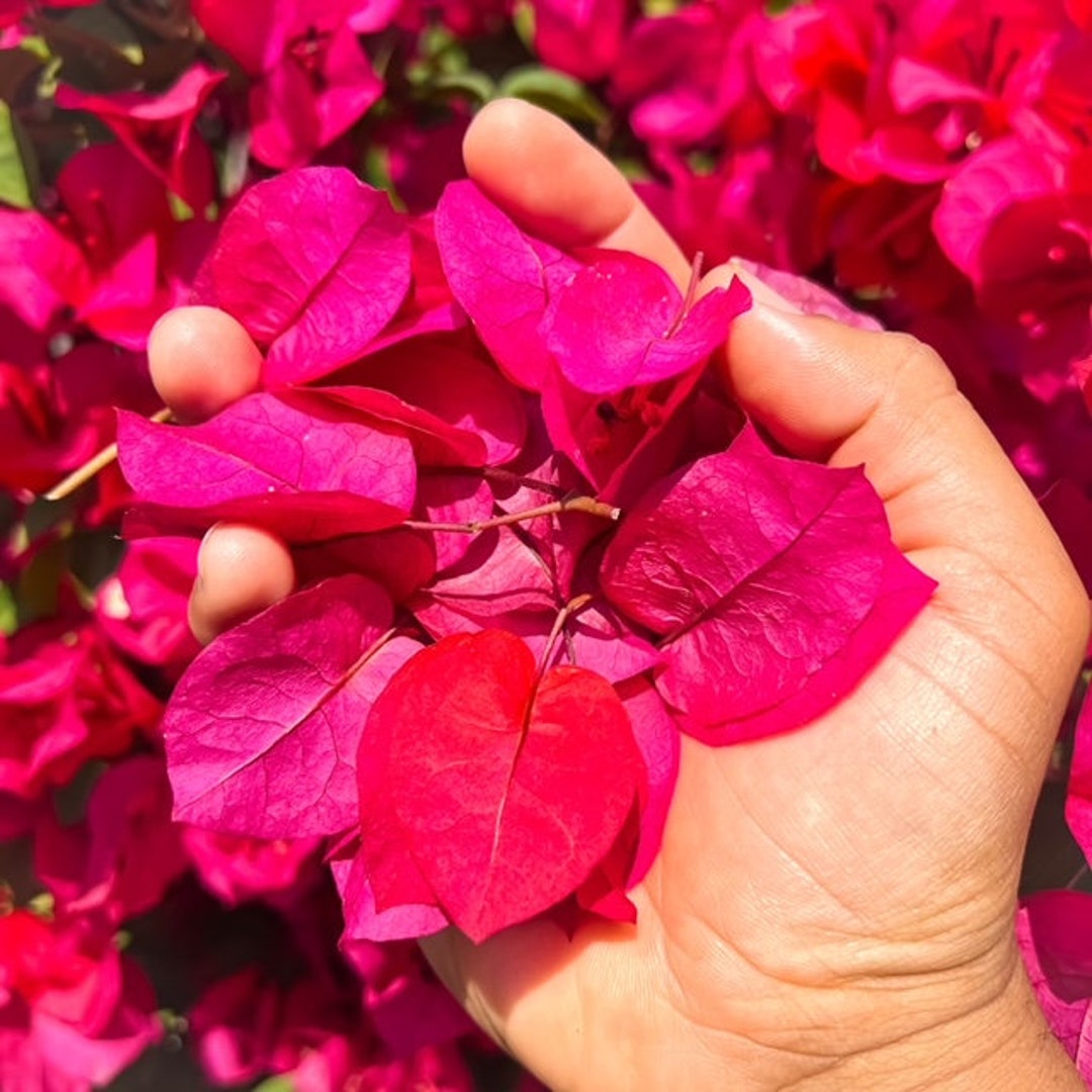 Bougainvillea Loose Dried Petals Biodegradablefuchsia Etsy