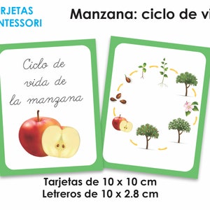 POMME : Cycle de vie, Cartes Montessori du cycle de vie Apple, Cartes numériques éducatives Montessori