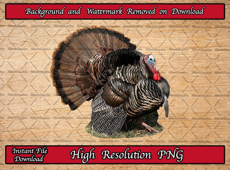 May include: A close-up of a wild turkey with its feathers puffed out. The turkey is standing on a brown wooden background. The image is a high-resolution PNG.