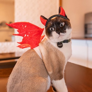 May include: A cat wearing a black headband with two red devil horns and a set of red dragon-style wings attached to a white harness. The cat has a dark brown and white coat and wears a dark green collar with a round black tag that says CHICO.