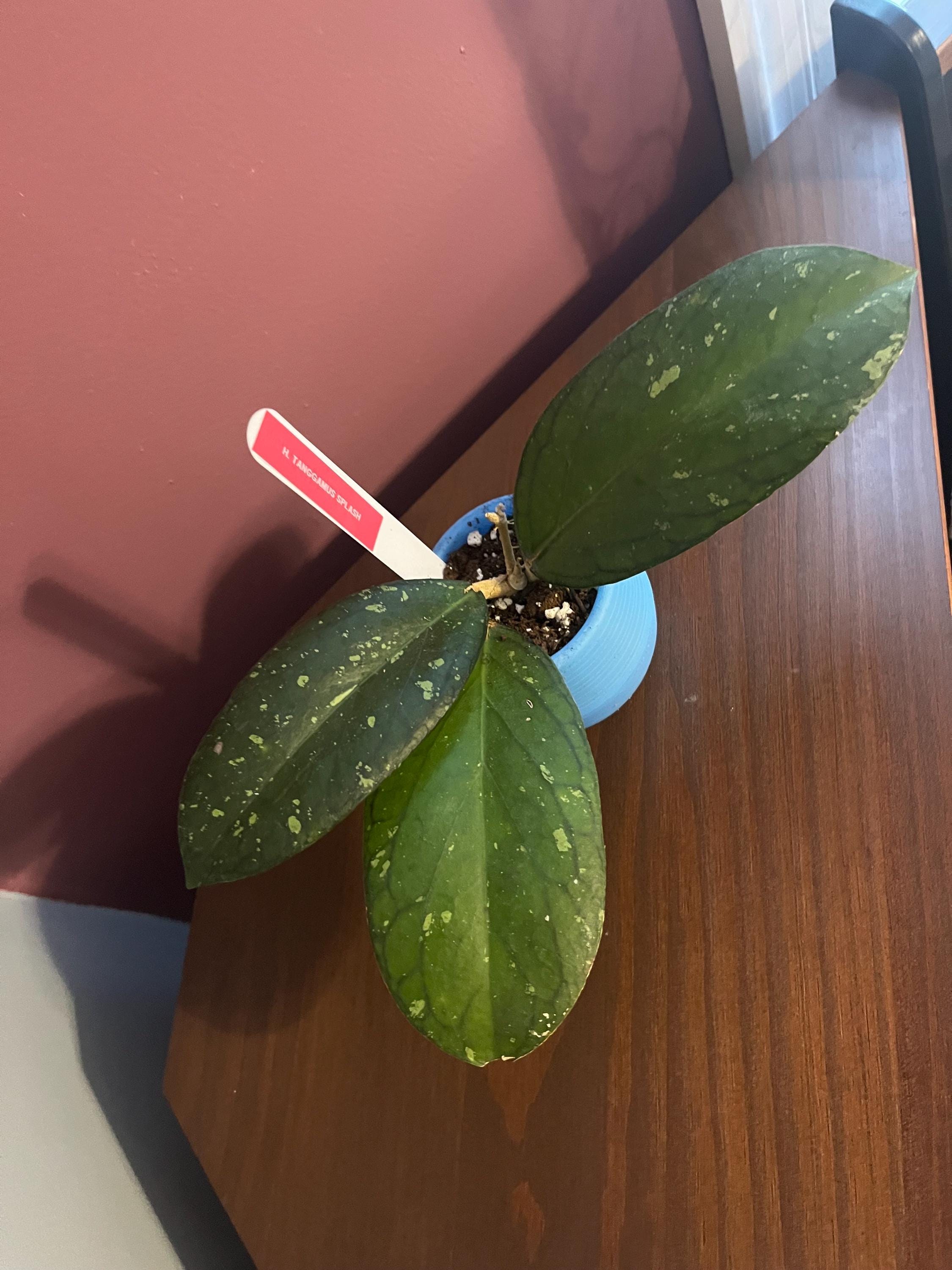 Hoya Lacunosa Queen Midori - Etsy