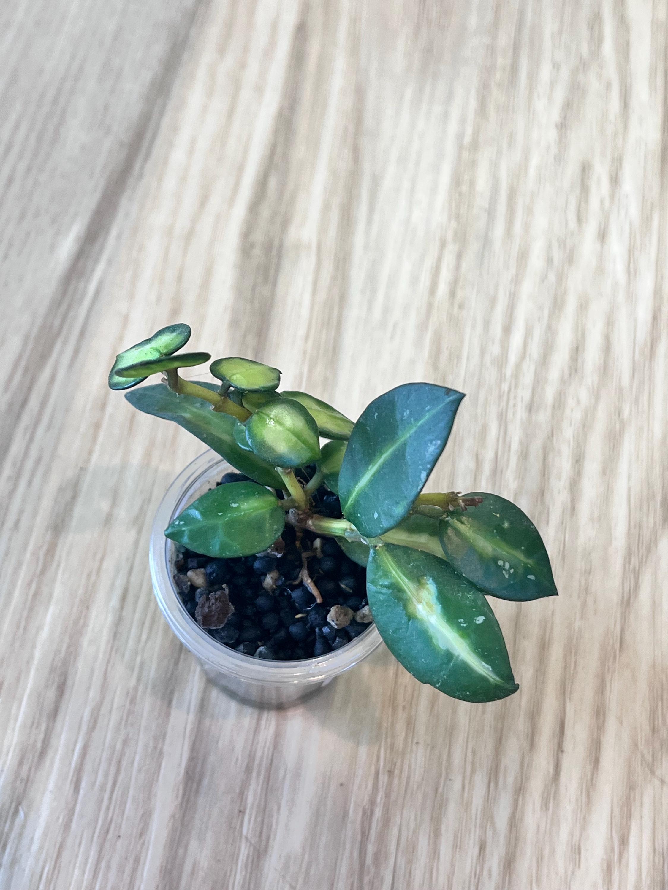 ホヤ・ラクノーサ・クイーン・ミドリ - Etsy 日本