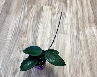 Hoya Vangviengiensis in 4.5
