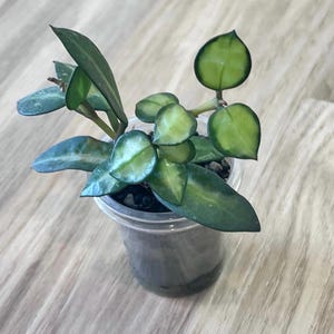 Hoya Lacunosa Queen Midori - Etsy