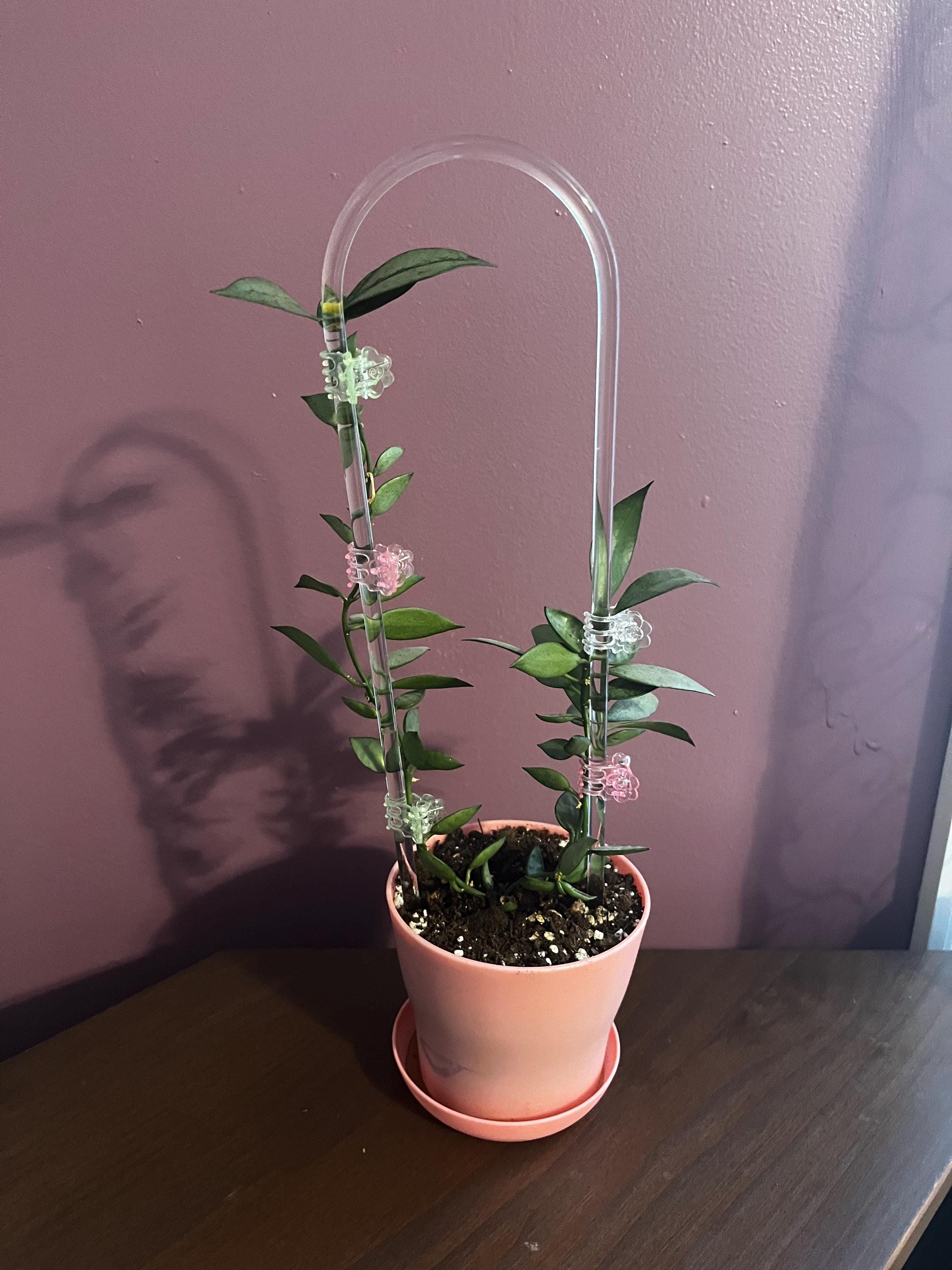 Hoya parasitica - Etsy 日本