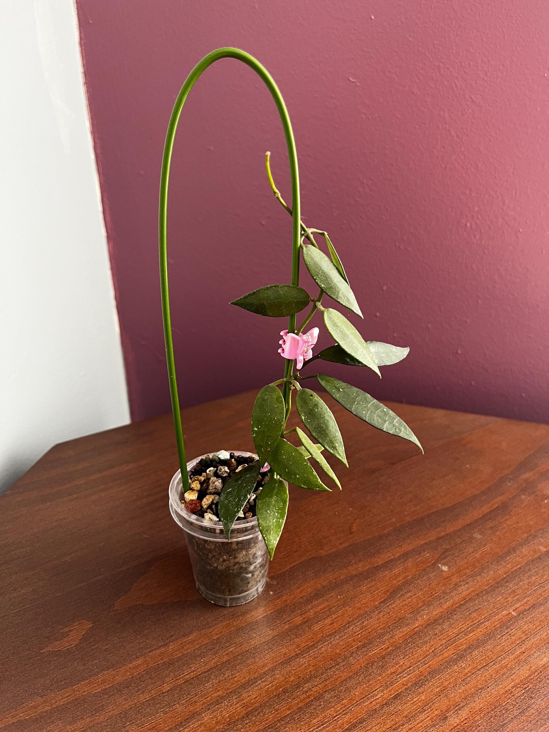 Hoya lacunosa bruno - Etsy 日本