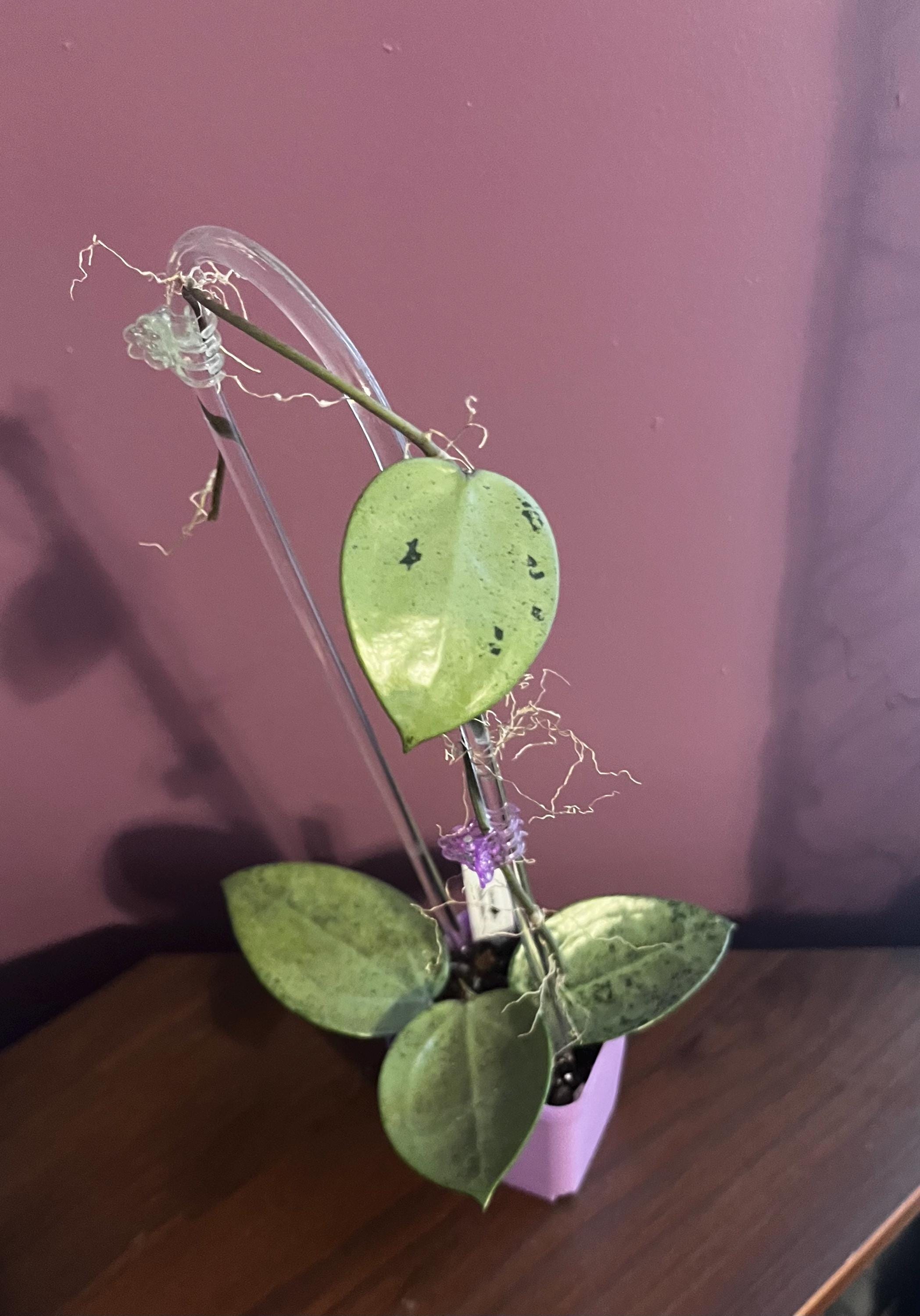 Hoya verticillata silver heart - Etsy Polska