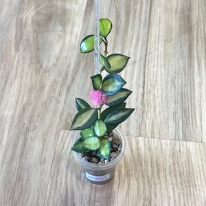 Hoya serpens - Etsy 日本