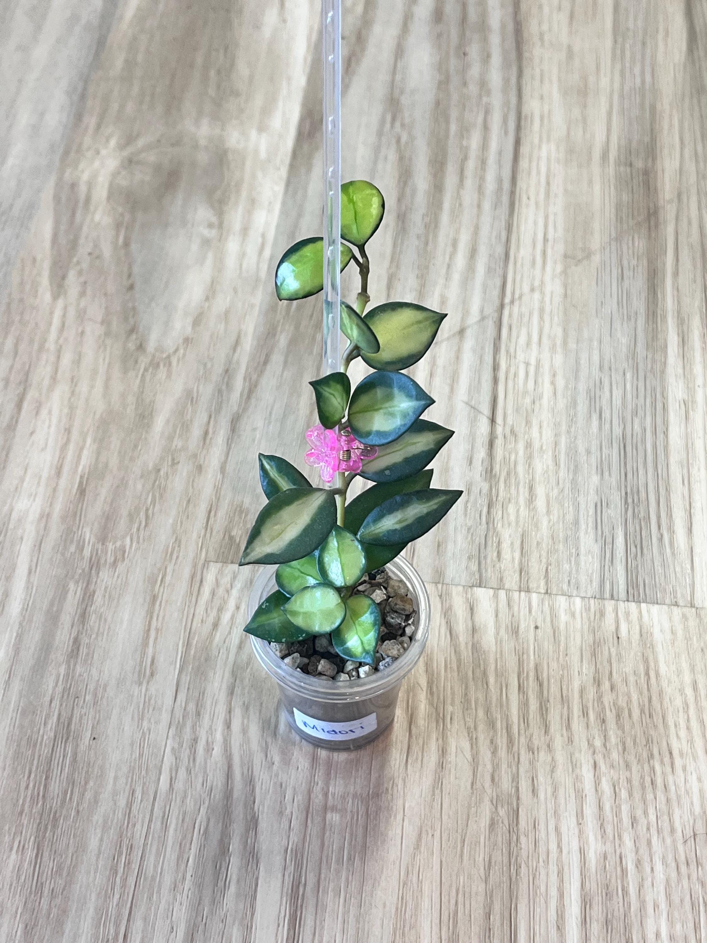 レア　ホヤ　セルペンス Hoya Serpensサクララン 鉢付き】ホヤ セルペンスhoya serpens植物サクラランポトス