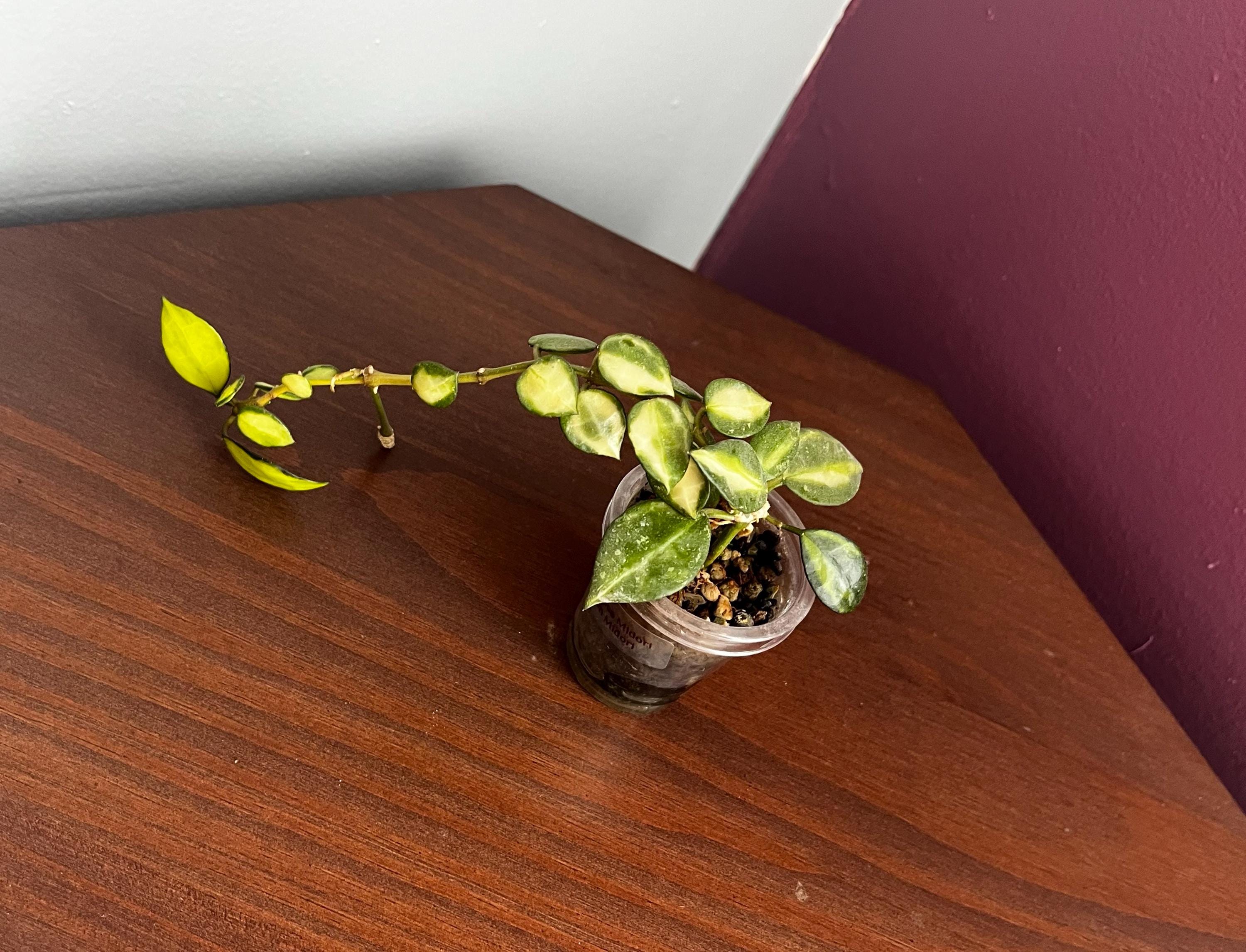 ホヤ　ラクノーサ クイーンミドリ Hoya lacunosa 'Queen Midori' – Hoya Cuttings