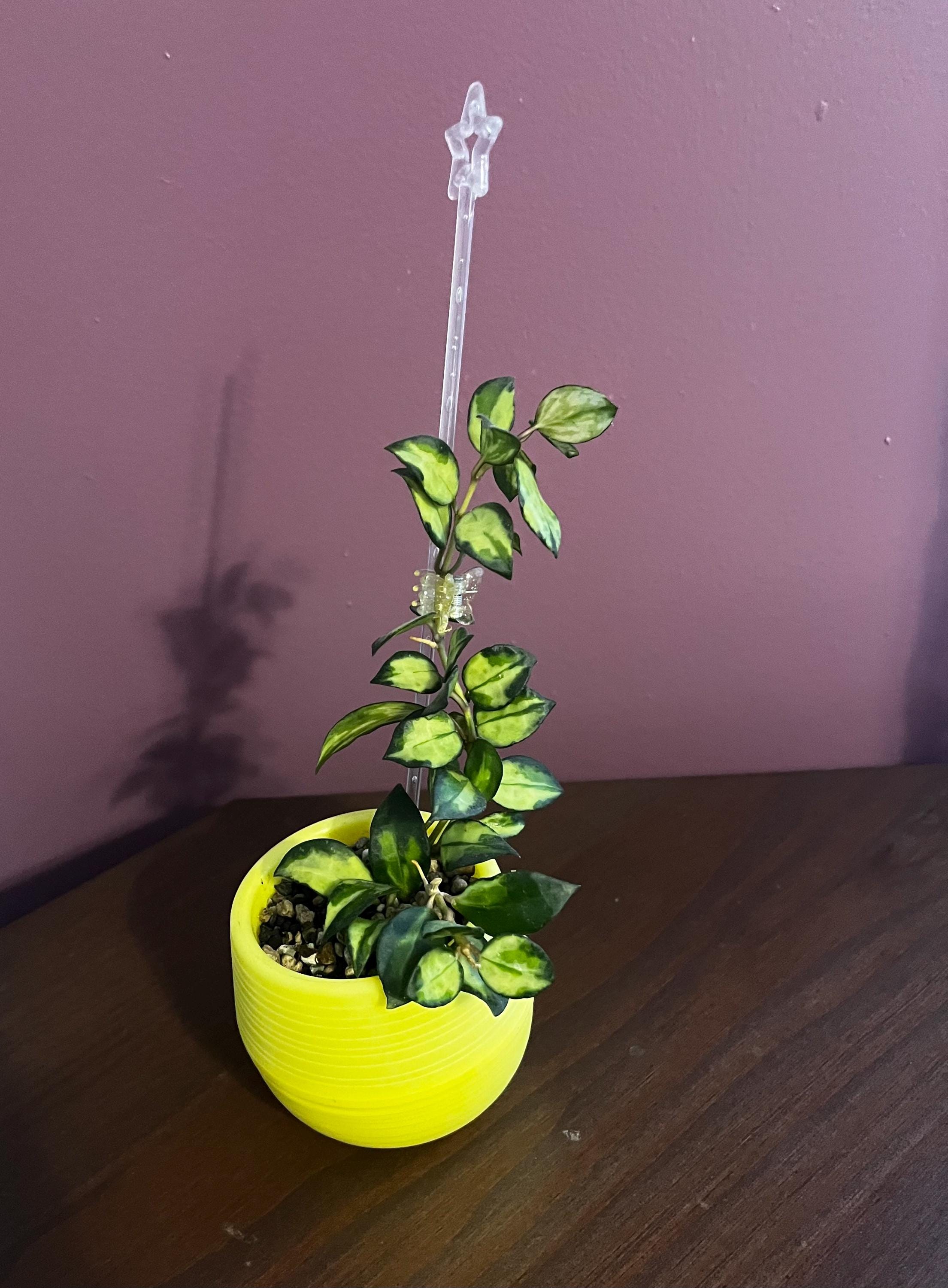 Hoya lacunosa bruno - Etsy 日本