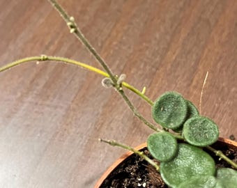 珍種 ホヤ セルペンス シルバー Hoya Serpens Silver（Hoya